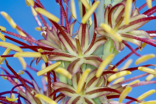 Agave lechuguilla
