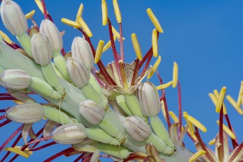 Agave lechuguilla