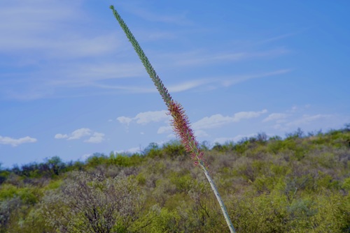 Agave lechuguilla