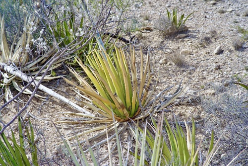 Agave lechuguilla