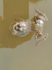 Euphlyctis cyanophlyctis