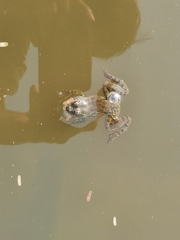 Euphlyctis cyanophlyctis