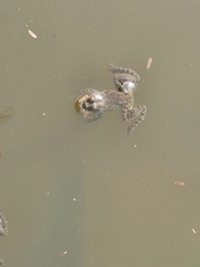 Euphlyctis cyanophlyctis