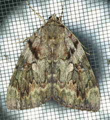 Catocala agrippina