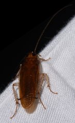 Ischnoptera bilunata