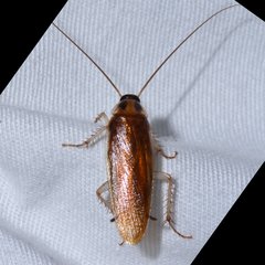 Ischnoptera bilunata
