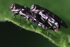Agrilus obsoletoguttatus