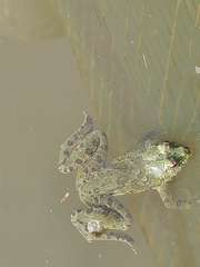 Euphlyctis cyanophlyctis