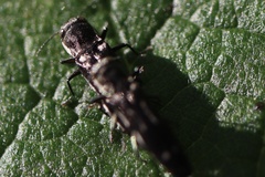 Agrilus obsoletoguttatus