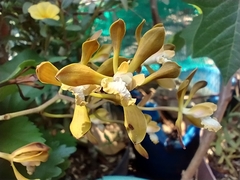 Encyclia parviflora