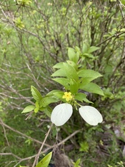 Pseudomussaenda flava