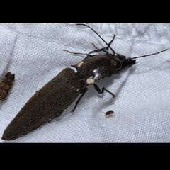 Ignelater havaniensis