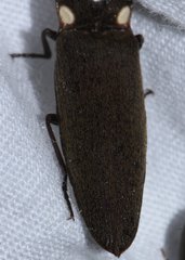 Ignelater havaniensis