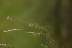 Andropogon bicornis