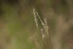 Andropogon bicornis