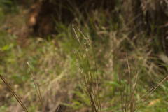 Andropogon bicornis