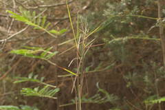 Schizachyrium condensatum