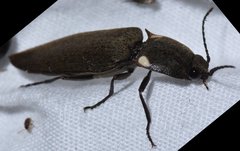 Ignelater havaniensis