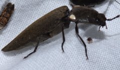 Ignelater havaniensis