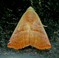 Eublemma cinnamomea