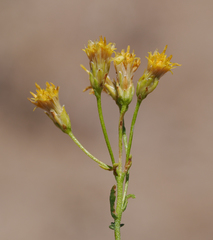 Ericameria cooperi cooperi