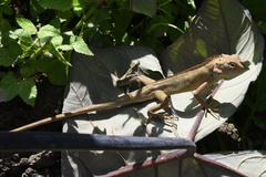 Calotes