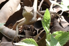 Calotes