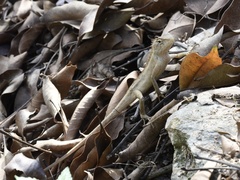 Calotes