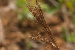 Schizachyrium condensatum