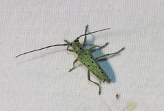 Saperda punctata