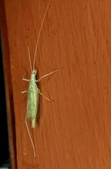 Oecanthus exclamationis