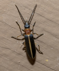 Oxycopis