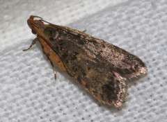 Ardozyga compsochroa