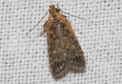 Ardozyga compsochroa