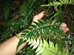 Bolbitis laxireticulata