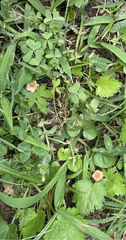 Modiola caroliniana