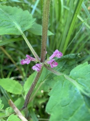 Stachys mexicana