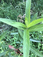 Asclepias incarnata incarnata
