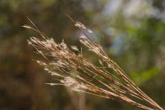 Andropogon bicornis