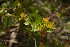 Vaccinium dentatum