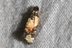 Asthenoptycha iriodes