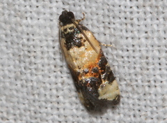Asthenoptycha iriodes