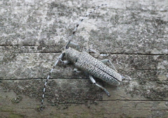 Saperda similis