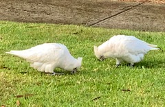 Cacatua sanguinea gymnopis