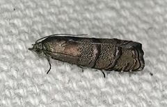 Cydia piperana