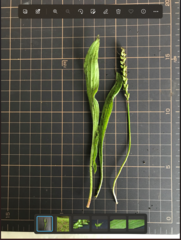 Plantago lanceolata