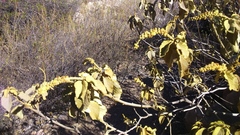 Croton ruizianus