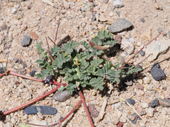 Astragalus acutirostris