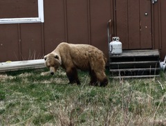 Ursus arctos middendorffi