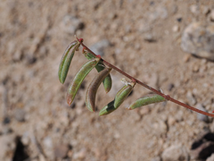 Astragalus acutirostris